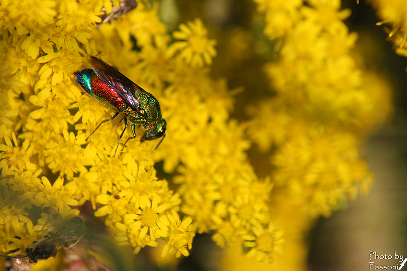 Stilbum cyanurum (Chrysididae)
